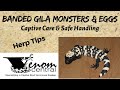 Gila Monsters Captive Care &amp; Safe Handling