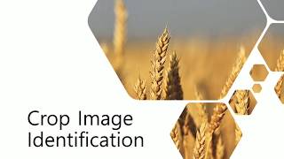 SIH-2020|Crop Image Identification(TechnoCrysis) screenshot 5