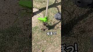 立ったままできる草取り方法