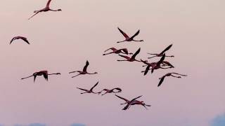 The Sounds of a Bonaire Morning screenshot 5