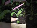Huerto casero #video #youtube #viralvideo #shorts #huertocasero #growyourownfood #fyp #plants