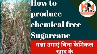 SAKET Farmer Nitin Kajla talking about producing Chemical free Sugarcane