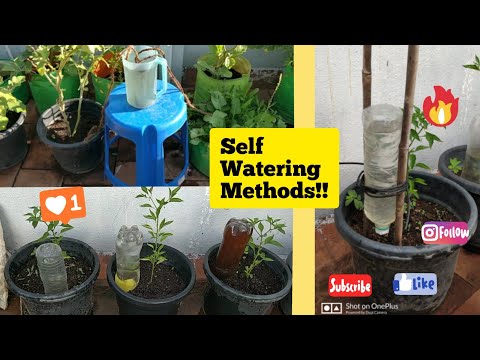 Video: Ako Zalievať Izbové Kvety? 26 Fotografií Ako často Zalievať črepníkové Rastliny Vodou? Všetko O Automatických Zavlažovacích Systémoch V Neprítomnosti Majiteľov