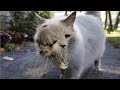 【衝撃】突然変異した世界の奇形動物12選