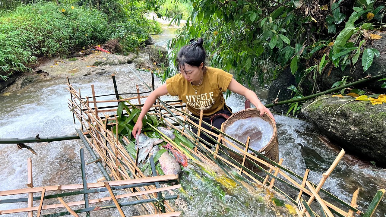 How to make fish traps, harvest lots of giant fish to sell - Bamboo ...