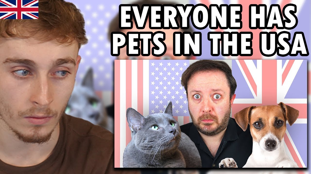 Brit Reacting to British Pet Culture Ain't Got Nothing on America