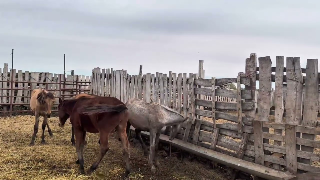 КАК БЫСТРО ОТКОРМИТЬ ЛОШАДЕЙ. ЛОШАДИ НАБИРАЮТ ВЕС ОЧЕРЬ БЫСТРО. ЗАРАБАТЫВАЕМ НА ОТКОРМЕ. 