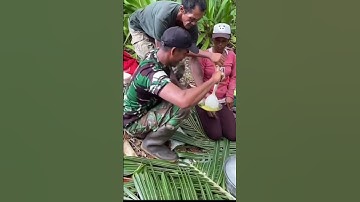 Thumbnail of TNI Nyobain Makanan Khas Papua yaitu Papeda #shots #tniad #tni #papua