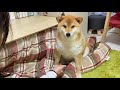 食べ物を目の前にしないとお手をしない柴犬