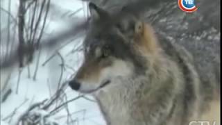 Почему в белорусских деревнях боятся выходить из дома Почему в белорусских деревнях боятся выходить из дома