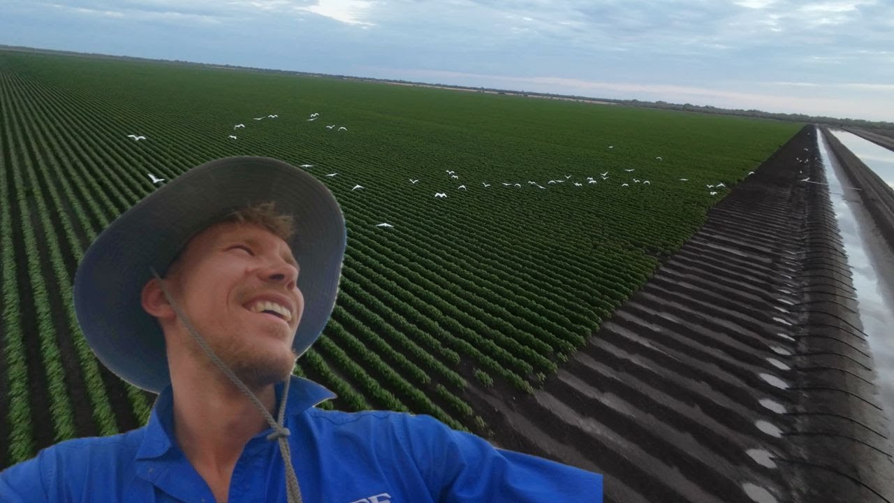 AUSTRAALIA Ep 6 puuvilla farm