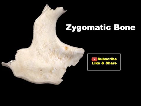 Video: Mis on zygomaticotemporal foramen?