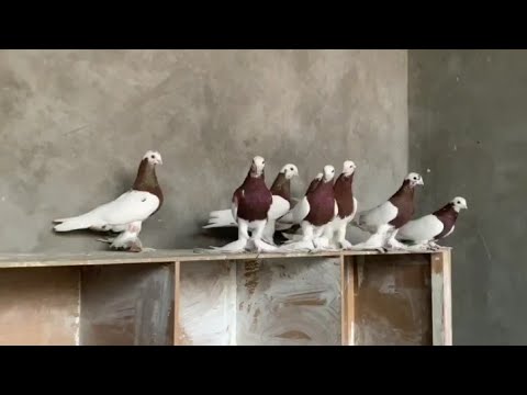 Қалың vruskam perivodi бар шетелдік порно фильмдер