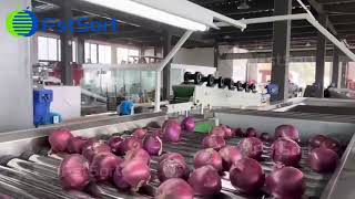 🧅Onion Grading Machine – Gentle Sorting, High Capacity✨