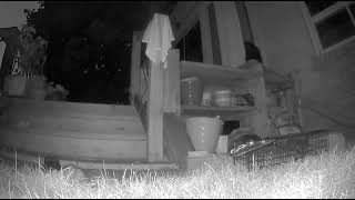Rat caught by snap trap 2