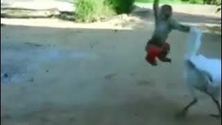 Pertarungan Monyet nakal vs ayam.