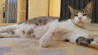 A pregnant stray cat can't stand because of her big belly full of kittens