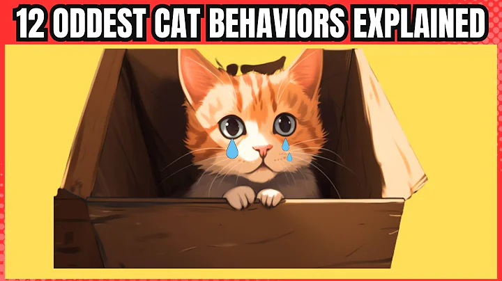 12 Most Common Odd Cat Behaviors Explained (What They Actually Mean)