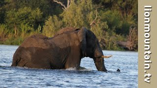 Playful Giants: Elephants' Dance in the Zambezi River by Lion Mountain TV 835 views 5 months ago 18 minutes