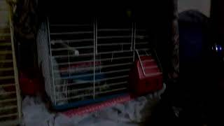Kuş Ikisi Kavak Ediyor