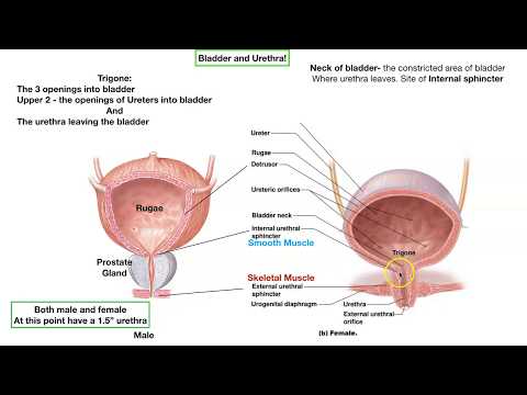 Video: Verschil Tussen Ureter En Urethra