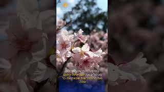 Sakura: The Philosophy and Tradition of Japan’s Cherry Blossoms