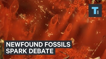 Scientists may have discovered the world