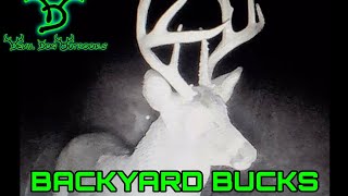 BACKYARD BUCKS