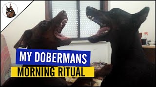 My Dobermans Morning Ritual by TheDobermanGuy 1,604 views 2 years ago 1 minute, 44 seconds