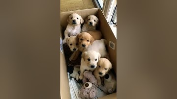 cute puppies #puppy #puppies #cuteanimals #youtubeshorts #cutedog