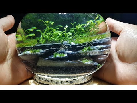 Video Bể thuỷ sinh hình cầu mini siêu cute, xanh mướt, dễ... - youtube