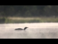 Red-throated Loon -- eerie call at breeding site