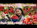 PANEN LANGSUNG NGEJUS DIKEBUN STRAWBERRY || SEGER PARAH….MANIS PUOLLLL REKKK!!!!