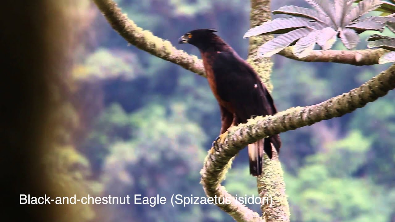 Black and chestnut Eagle Spizaetus isidori 