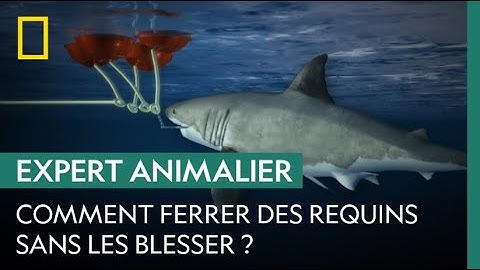 Quand Paul Walker ferrait des requins à la ligne