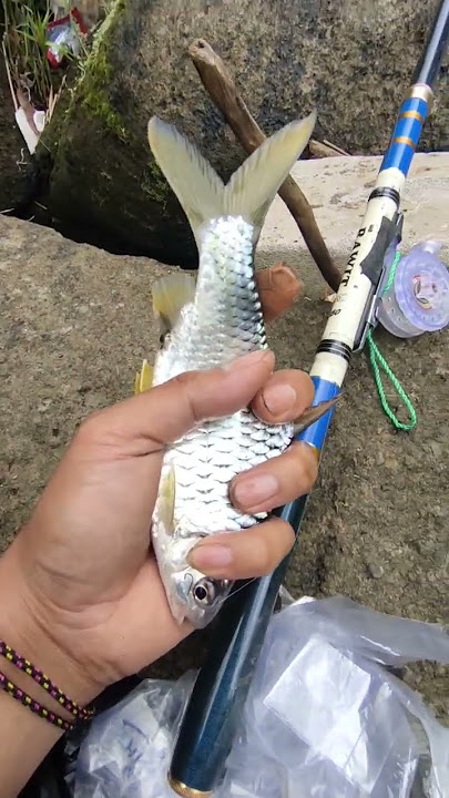 wader kepek babon #shorts #mancing #wader #youtubeshorts