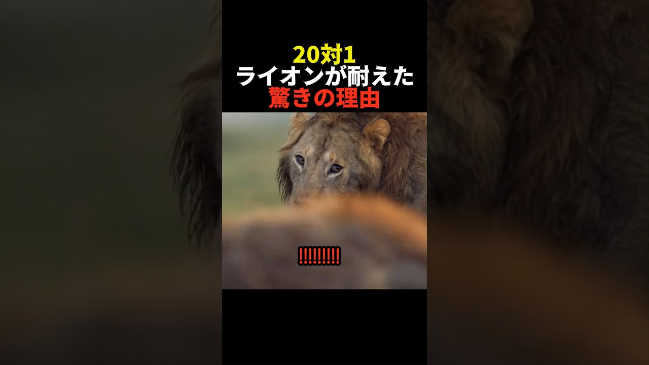 20対1ライオンが耐えた驚きの理由