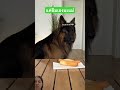 ผ่านการทดสอบ #animals #dog #funnyvideo #funny #smile #greenscreen