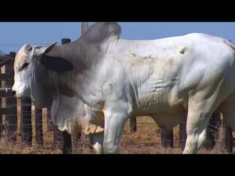 LOTE 66 | 41º MEGA LEILÃO ANUAL CARPA - TOUROS