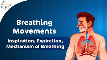 Breathing Movements - Inspiration, Expiration, Mechanism of Breathing