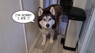 Silly husky gets rushed to the Emergency Vets!