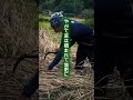 草は、暮らしの敵じゃなかった。刈って、敷いて、還す──それが、土を育て、人を支えてきた。昭和初期まで当たり前にあった、循環の知恵です。