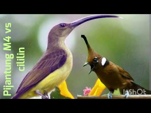 pijantung gunung vs cililin//masteran murai batu//ampuh dan jernih