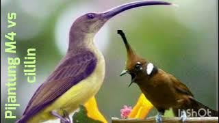 pijantung gunung vs cililin//masteran murai batu//ampuh dan jernih