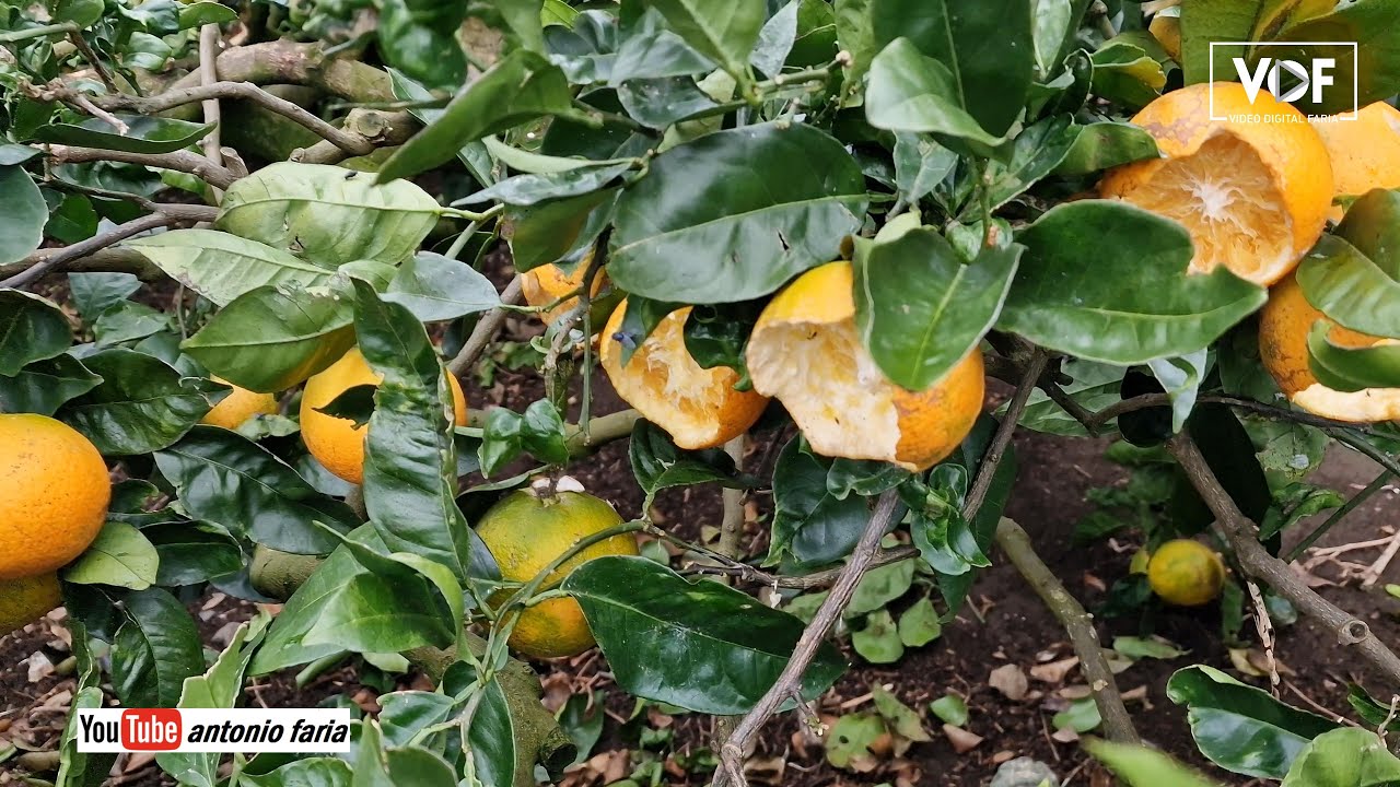 Aqui à rato na Quinta do Fernando Silva na Ilha Faial