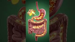 What Candied Ginger Does to Your Body | 3D Anatomy Animation ⚡