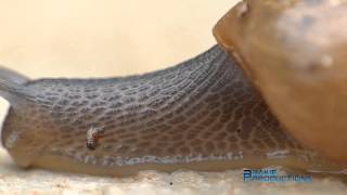 Macro Video Snail + Slug / Giant Ichneumon - FZ200 + Raynox DCR 250