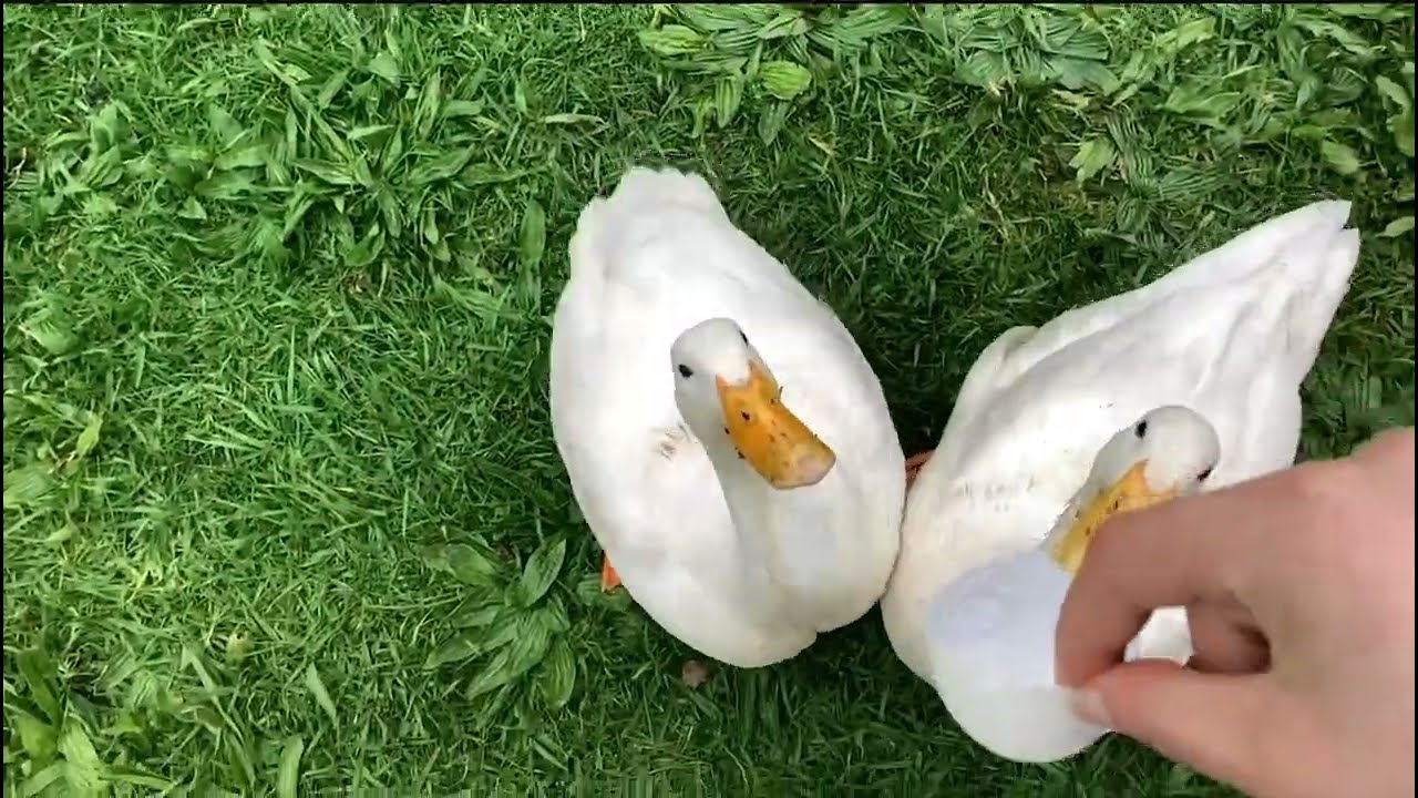 POV you gave my ducks egg shells YouTube