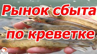 видео: Поговорим на тему: Рынок сбыта по креветке Розенберга картинка: Поговорим на тему: Рынок сбыта по креветке Розенберга