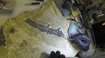 Tapiromorph Fossil Preparation